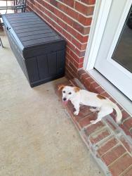 Found/Stray Female Dog last seen Rockaway creek rd.Mcdavid fl., Rockaway Creek Rd,  36502