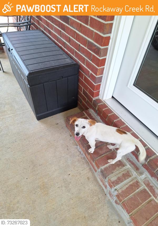 Found/Stray Female Dog last seen Rockaway creek rd.Mcdavid fl., Rockaway Creek Rd,  36502