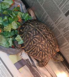 Found/Stray Unknown Reptile last seen Humane Colorado, Castle Rock, CO 80109