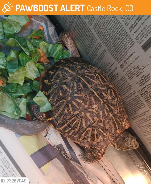 Found/Stray Unknown Reptile last seen Humane Colorado, Castle Rock, CO 80109