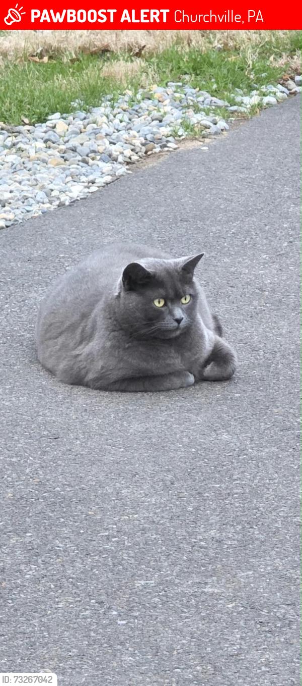 Lost Female Cat last seen Rotterdam Rd W, Holland, PA, Churchville, PA 18966