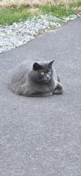 Lost Female Cat last seen Rotterdam Rd W, Holland, PA, Churchville, PA 18966