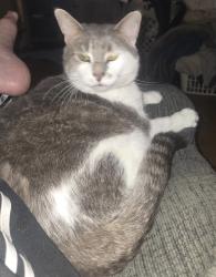 Reunited Male Cat last seen Fleetwood Pool Area, Fleetwood, PA 19522