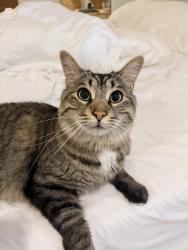 Lost Male Cat last seen Ravina Cres and Fiddlers Green, Hamilton, ON L9G 2E7