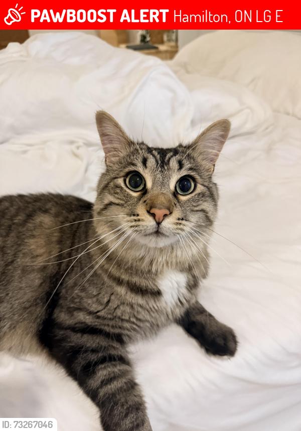 Lost Male Cat last seen Ravina Cres and Fiddlers Green, Hamilton, ON L9G 2E7