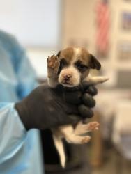 Shelter Stray Female Dog last seen W Mount Whitney Ave & S West Ave, Riverdale Zone Fresno CO 1B 93656, CA, 1510 W Dan Ronquillo Dr, Fresno, CA 93706, USA