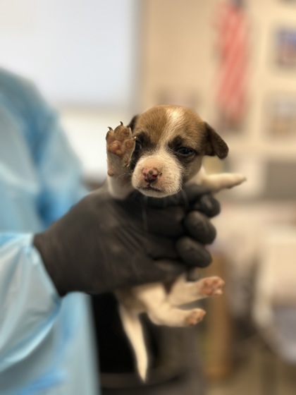 Shelter Stray Female Dog last seen W Mount Whitney Ave & S West Ave, Riverdale Zone Fresno CO 1B 93656, CA, 1510 W Dan Ronquillo Dr, Fresno, CA 93706, USA