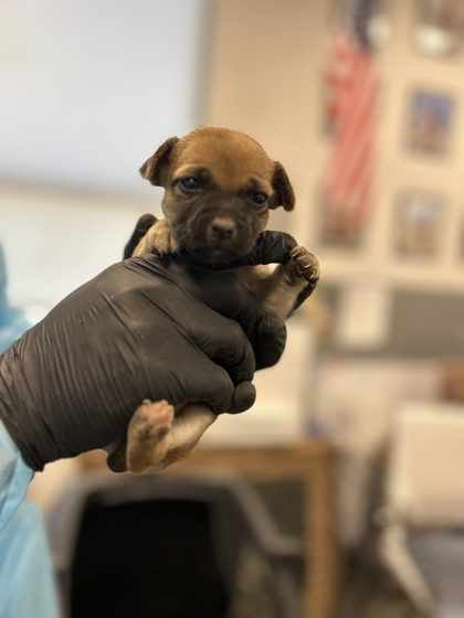 Shelter Stray Female Dog last seen W Mount Whitney Ave & S West Ave, Riverdale Zone Fresno CO 1B 93656, CA, 1510 W Dan Ronquillo Dr, Fresno, CA 93706, USA