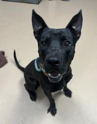 Shelter Stray Male Dog last seen , 30032, GA, 3280 Chamblee Dunwoody Rd, Chamblee, GA 30341, USA