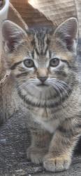 Lost Unknown Cat last seen Pleasant Ave, near edens tool company and residential hses in that area, New Freedom, PA 17349