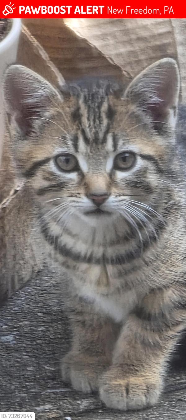 Lost Unknown Cat last seen Pleasant Ave, near edens tool company and residential hses in that area, New Freedom, PA 17349