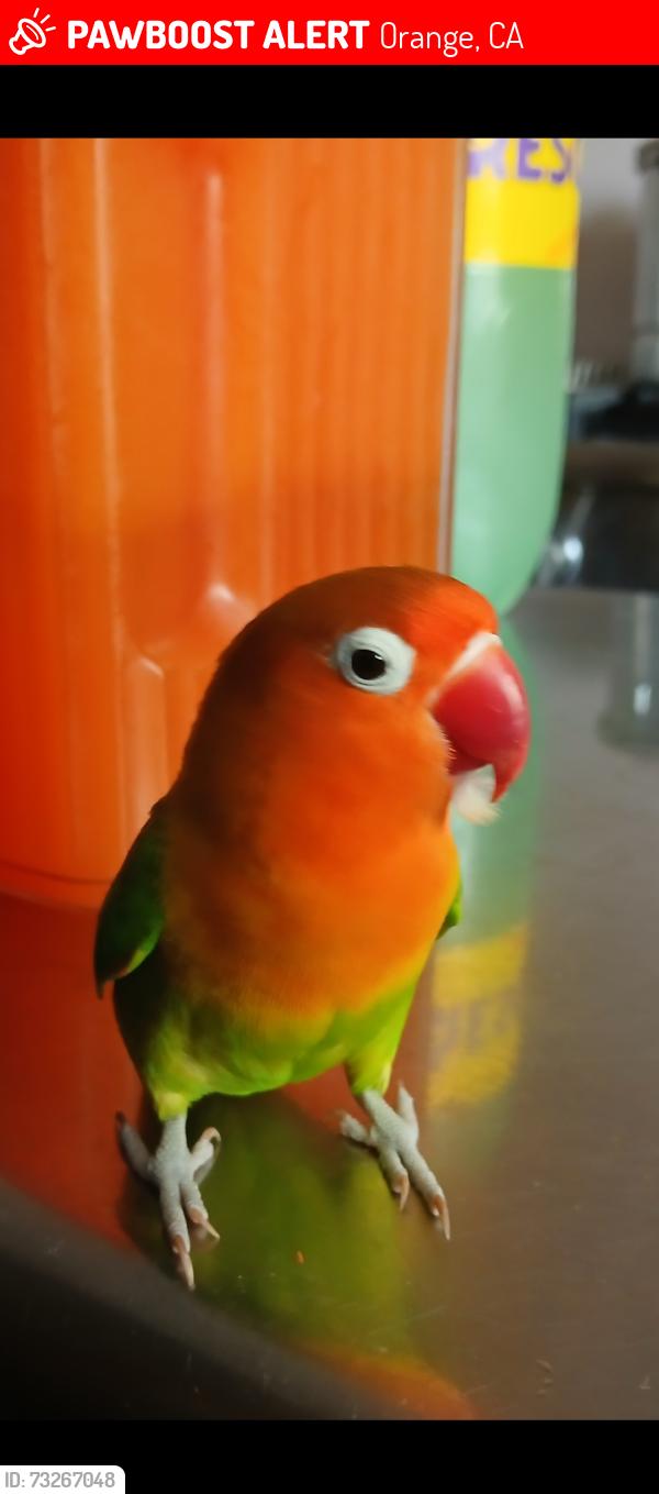 Lost Female Bird last seen Esplanade st/ Chapman ave, Orange, CA 92868