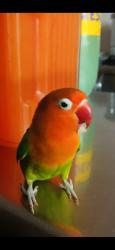 Lost Female Bird last seen Esplanade st/ Chapman ave, Orange, CA 92868