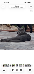 Lost Female Cat last seen A1A, Cocoa Beach, FL 32931