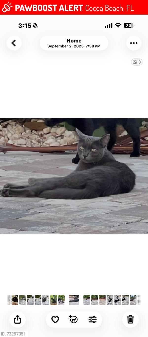 Lost Female Cat last seen A1A, Cocoa Beach, FL 32931