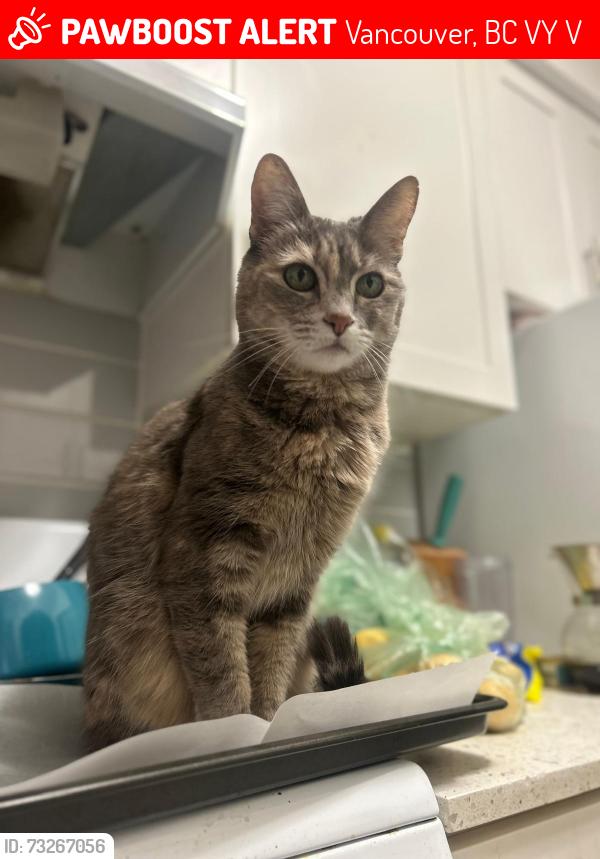 Lost Female Cat last seen 44th Ave near Cambie, Oakridge Park mall, Vancouver, BC V5Y 2V6