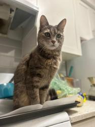 Lost Female Cat last seen 44th Ave near Cambie, Oakridge Park mall, Vancouver, BC V5Y 2V6