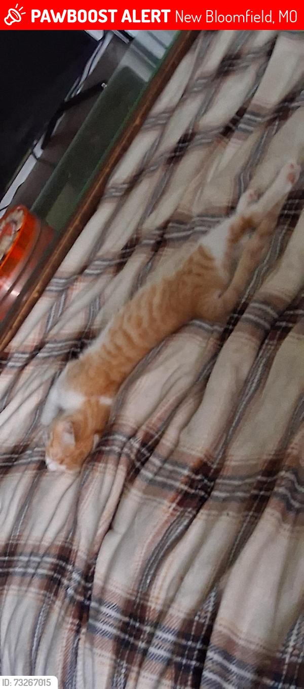 Lost Female Cat last seen Near State Rd J, New Bloomfield, MO 65063