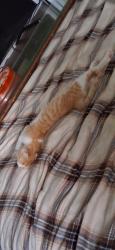 Lost Female Cat last seen Near State Rd J, New Bloomfield, MO 65063