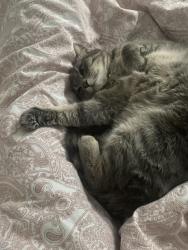 Reunited Female Cat last seen Home Fence, Calgary, AB T2Y 3Z2