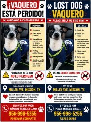Lost Male Dog last seen Cuellar High School, Mission, TX 78572