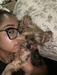 Lost Female Dog last seen Austell Rd Sw and Pat Mell Rd, Marietta, GA 30008