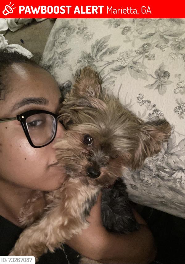 Lost Female Dog last seen Austell Rd Sw and Pat Mell Rd, Marietta, GA 30008