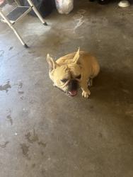 Lost Male Dog last seen Cresstbrook st, Grand Prairie, TX 75050