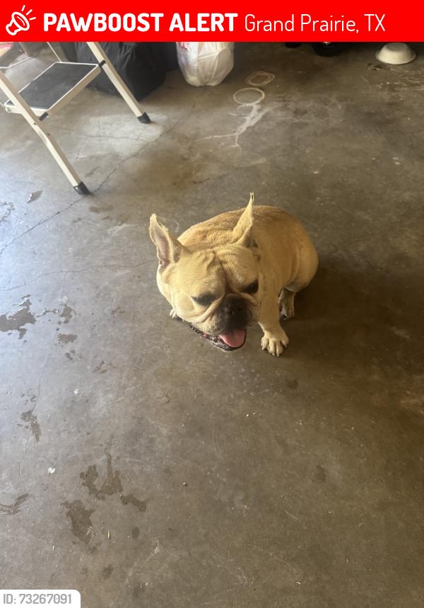 Lost Male Dog last seen Cresstbrook st, Grand Prairie, TX 75050