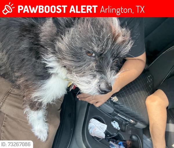 Lost Female Dog last seen Dunsworth Park, Arlington, TX 76015