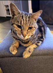 Lost Female Cat last seen Denny Gate, Cheshunt, England EN8 0XF