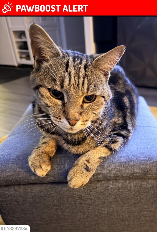Lost Female Cat last seen Denny Gate, Cheshunt, England EN8 0XF