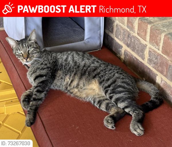 Lost Male Cat last seen Fountain Bend Ln and Edge Brook Ct., Richmond, TX 77406