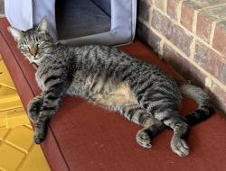 Lost Male Cat last seen Fountain Bend Ln and Edge Brook Ct., Richmond, TX 77406