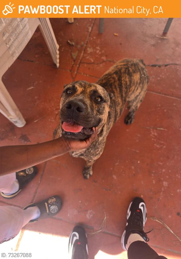 Found/Stray Male Dog last seen Euclid and division came off of San Jacinto, National City, CA 91950