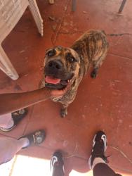 Found/Stray Male Dog last seen Euclid and division came off of San Jacinto, National City, CA 91950