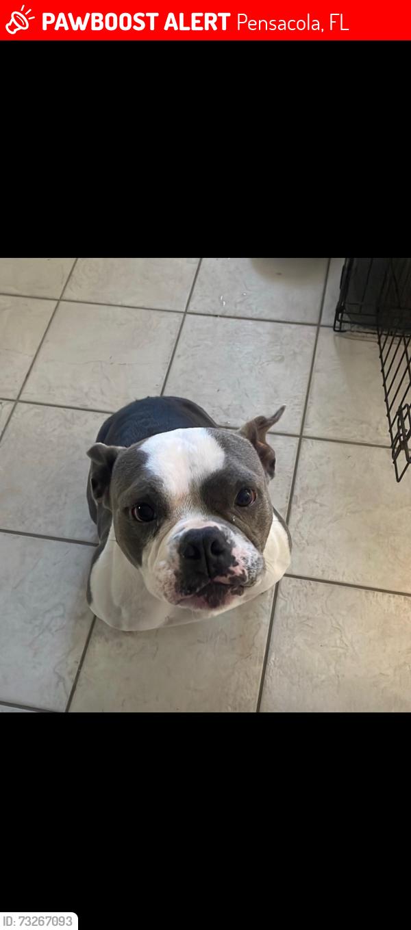 Lost Female Dog last seen Near circle k on Langley, Pensacola, FL 32504