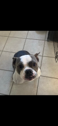 Lost Female Dog last seen Near circle k on Langley, Pensacola, FL 32504