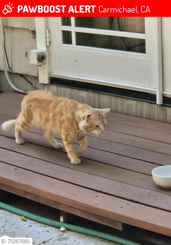 Lost Unknown Cat last seen Sunset, Carmichael, CA 95628