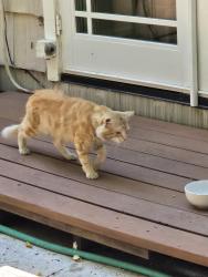 Lost Unknown Cat last seen Sunset, Carmichael, CA 95628