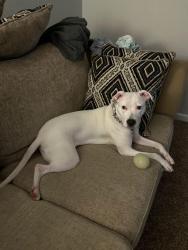 Lost Female Dog last seen Autumn Woods apmts, Indianapolis, IN 46250