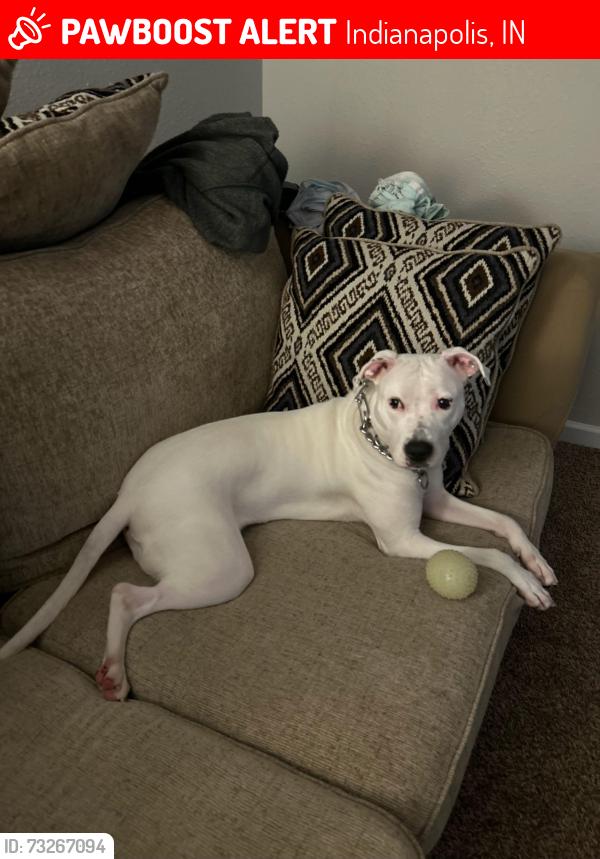 Lost Female Dog last seen Autumn Woods apmts, Indianapolis, IN 46250