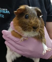 Shelter Stray Female Other last seen Near University Avenue, La Mesa, CA, 91942, El Cajon, CA 92020, USA