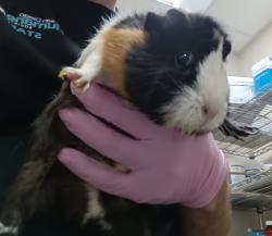 Shelter Stray Female Other last seen Near University Avenue, La Mesa, CA, 91942, El Cajon, CA 92020, USA