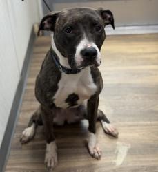 Shelter Stray Female Dog last seen Near Lloyd Street, San Diego, CA, 92117, 5500 Gaines St, San Diego, CA 92110, USA