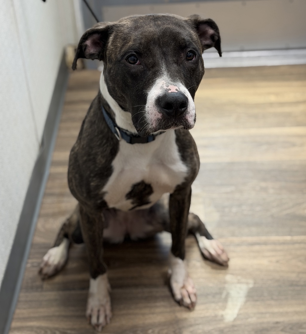 Shelter Stray Female Dog last seen Near Lloyd Street, San Diego, CA, 92117, 5500 Gaines St, San Diego, CA 92110, USA