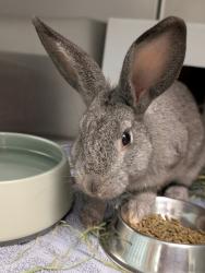 Shelter Stray Female Rabbit last seen Vista Way, Oceanside, CA, 92054, Oceanside, CA 92058, USA