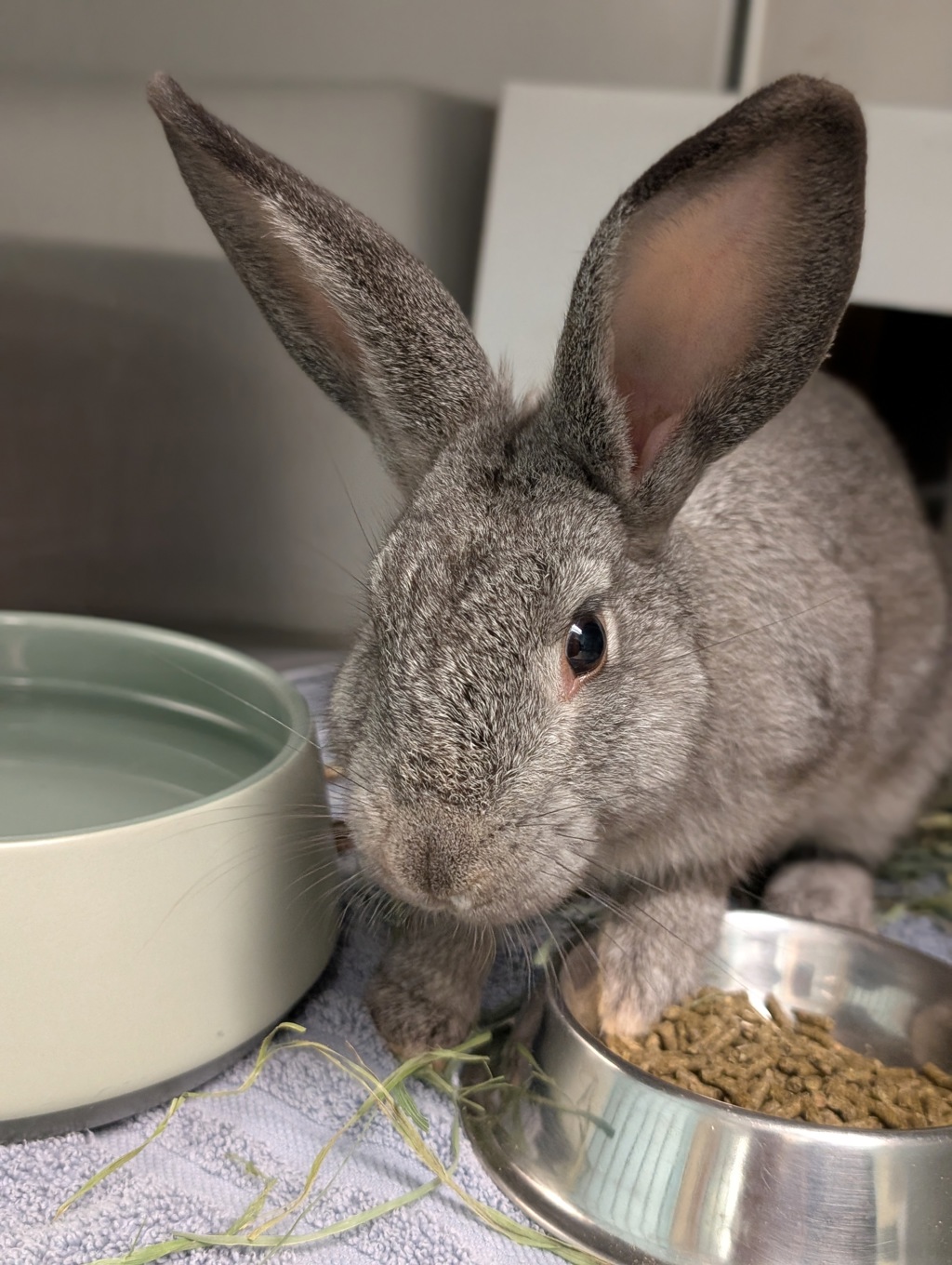 Shelter Stray Female Rabbit last seen Vista Way, Oceanside, CA, 92054, Oceanside, CA 92058, USA