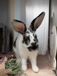 Shelter Stray Female Rabbit last seen Vista Way, Oceanside, CA, 92054, Oceanside, CA 92058, USA