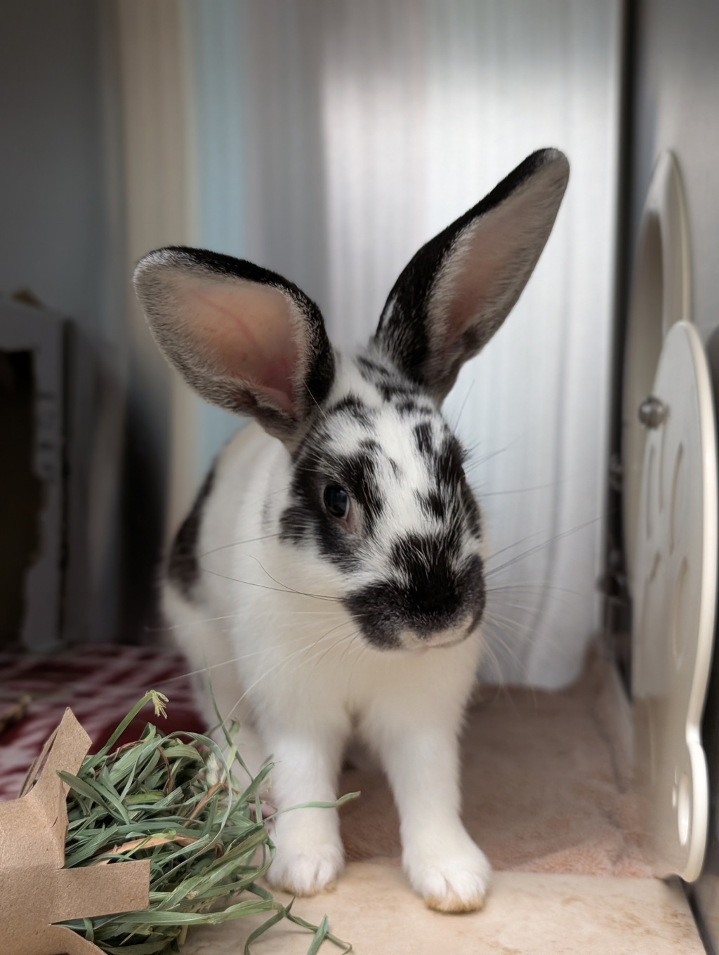 Shelter Stray Female Rabbit last seen Vista Way, Oceanside, CA, 92054, Oceanside, CA 92058, USA